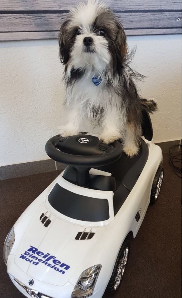 Hund auf Auto Platzhalter